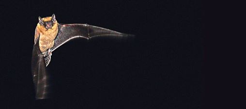 Pipistrelle in flight