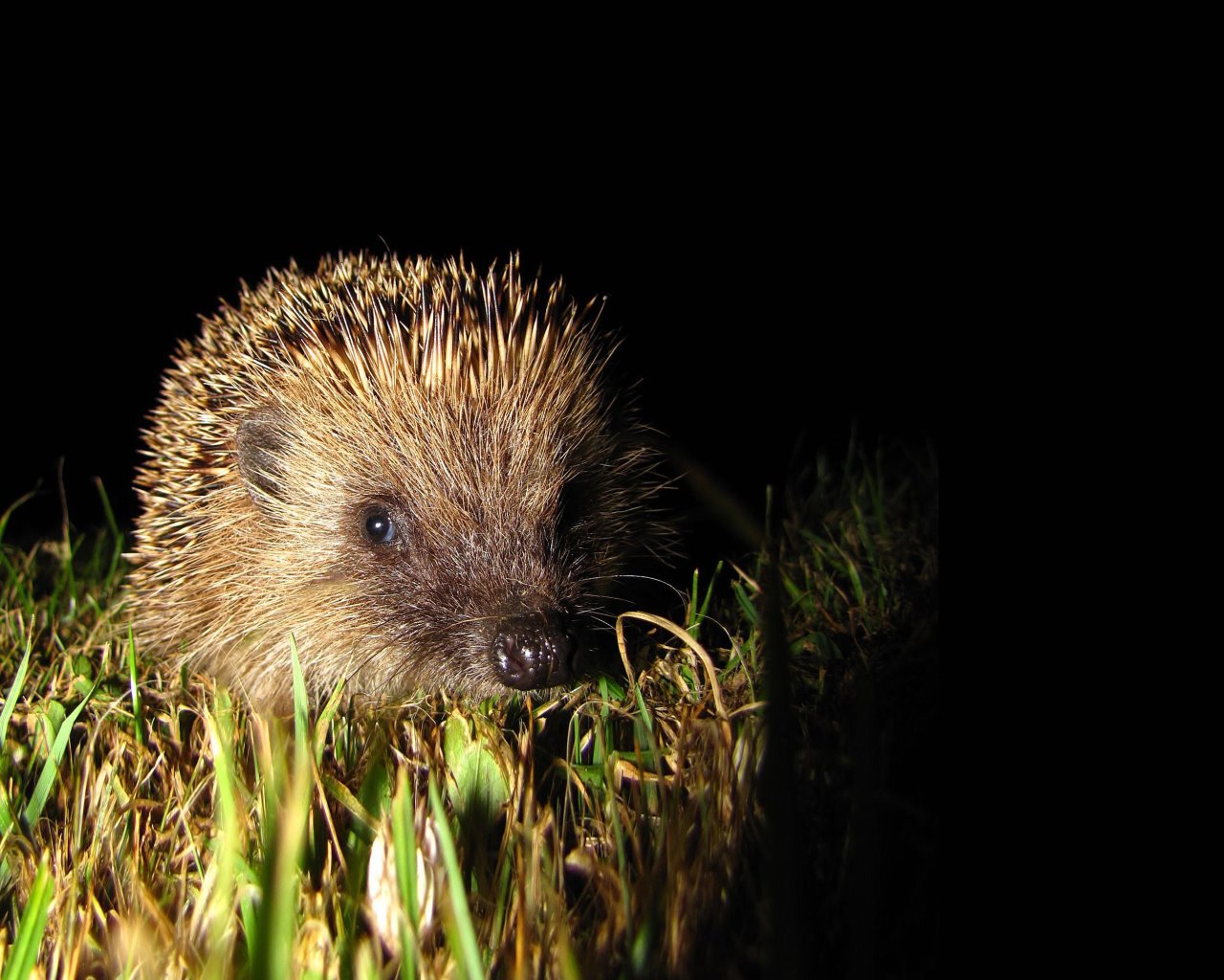 Report your Hedgehogs! – Wren Conservation Group