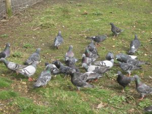 Jubilee Pond pigeons 