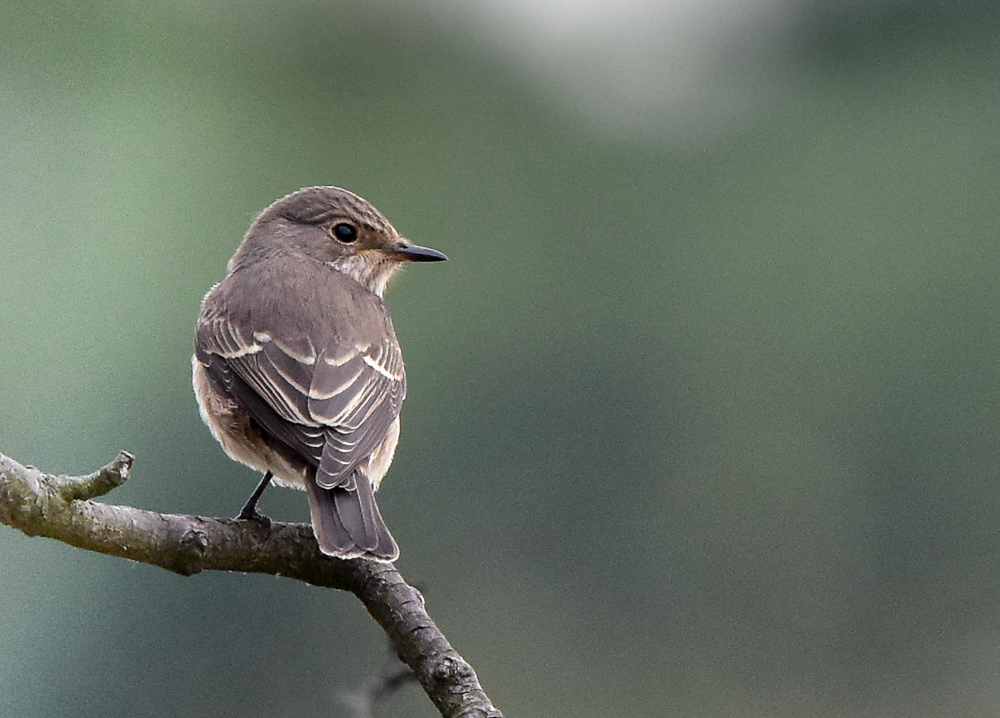 Wren Conservation Group